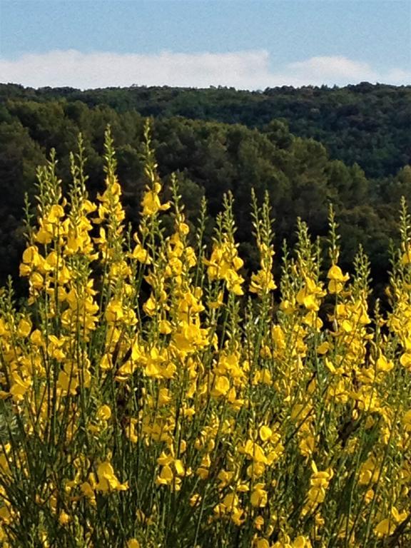 Il Poggio Delle Ginestre ξενώνας Torgiano Εξωτερικό φωτογραφία