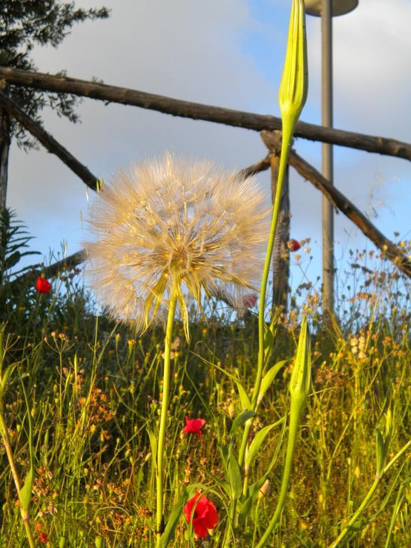 Il Poggio Delle Ginestre ξενώνας Torgiano Εξωτερικό φωτογραφία