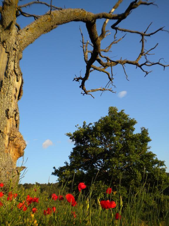 Il Poggio Delle Ginestre ξενώνας Torgiano Εξωτερικό φωτογραφία